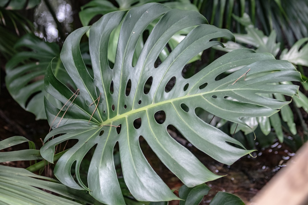 Rzadkie gatunki roślin: Ochrona i zachowanie różnorodności roślinności 9 Photo rare plant species